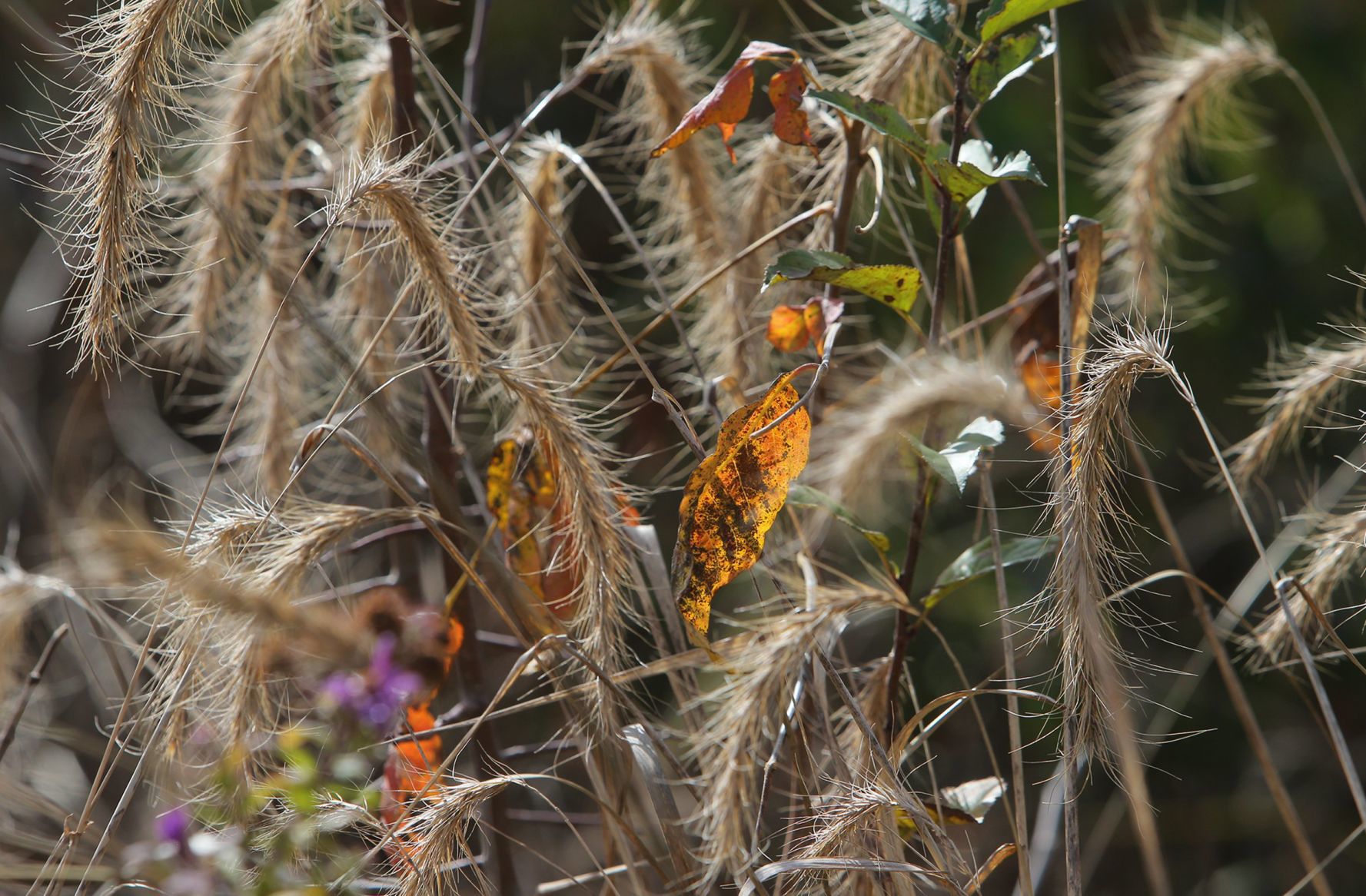 Fall Arrives in the St. Louis region